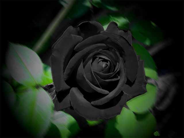 Hoa hồng đen: Hoa hồng đen - một loại hoa đầy bí ẩn, lạ mắt, và đầy sức quyến rũ. Bức ảnh thật sự đẹp và đầy cảm hứng sẽ giúp bạn tận hưởng trọn vẹn vẻ đẹp của hoa hồng đen. Cảm nhận được sự tinh khiết và ý nghĩa của chúng, từ tình yêu đến tưởng nhớ, và từ niềm hy vọng đến nỗi bi ai.