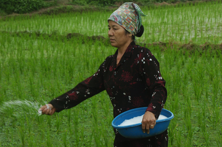 Phân bón là gì Tầm quan trọng của phân bón đối với sự phát triển của cây  trồng  Phân bón hữu cơ  Nhà máy sản xuất Phân bón Ong Biển