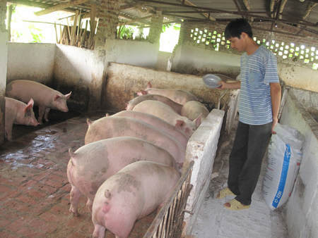 Nuôi lợn như... đánh bạc