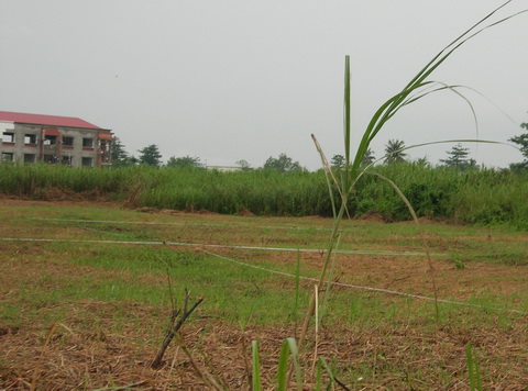 Một trong những khu đất cỏ mọc um tùm ở phường An Khánh, quận Ninh Kiều, TP Cần Thơ. Ảnh: Thiên Phước