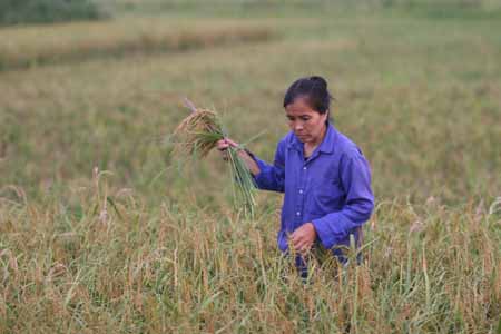 Chi phí sản xuất tăng nhưng giá bán nông sản thấp nên nhiều nông dân đang chán làm ruộng (ảnh minh họa).       