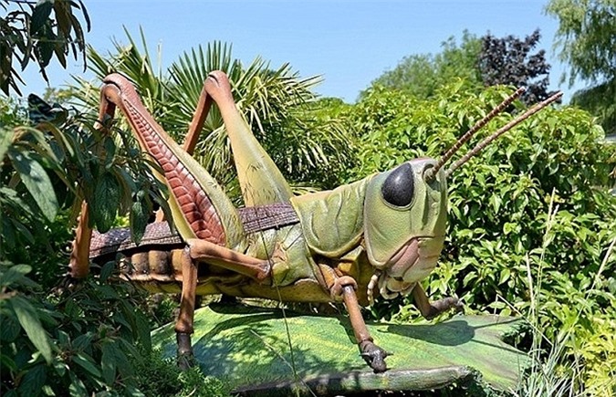 Chú châu chấu 'khủng' của vườn thú, những mô hình khổng lồ này được làm với dụng ý khuyến cáo người dân bảo vệ những loài côn trùng nhỏ