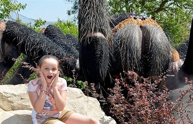 Bé gái Shannon Bevan 9 tuổi và con nhện lông khổng lồ