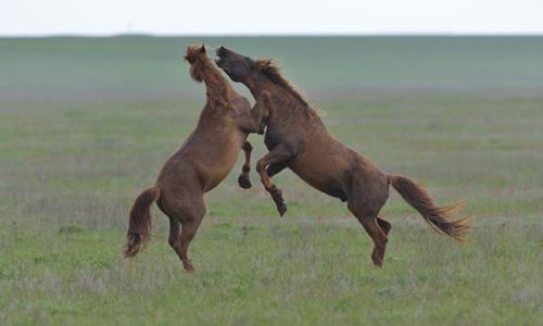 Hai chú ngựa đang đánh nhau ác liệt trên cánh đồng cỏ ở Nga