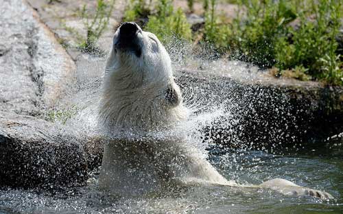 Gấu bắc cực sảng khoái tắm táp tại trong vườn thú ở Berlin, Đức