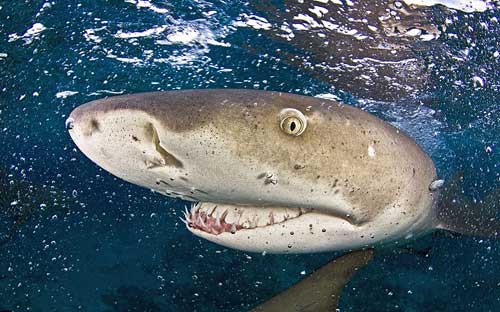Cận cảnh hàm răng gớm ghiếc của cá mập. Ảnh được chụp bởi một thợ lặn ở ngoài khơi quần đảo Bahamas