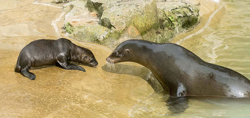 Sư tử biển mẹ dạy sư tử biển con những kỹ năng cơ bản trong vườn thú Olaf Wagner ở Berlin, Đức