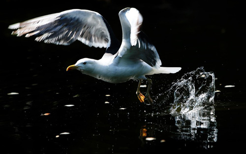Khoảnh khắc tuyệt đẹp khi chim mòng biển tung cánh bay lướt trên mặt hồ nước ở Dublin, Ireland