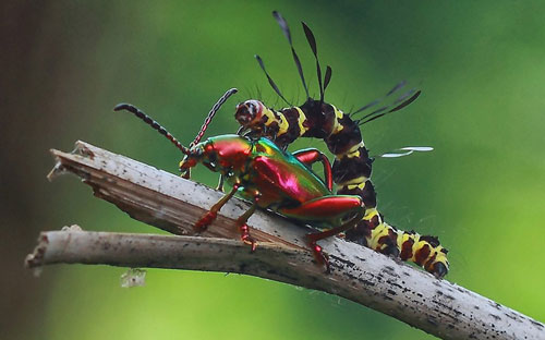 Sâu bướm trèo lên bọ cánh cứng đang đậu trên một cành cây ở Indonesia