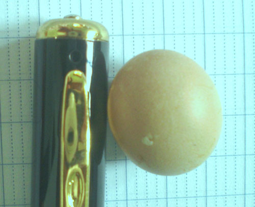 Trứng gà siêu nhỏ chỉ lớn hơn đầu bút bi.