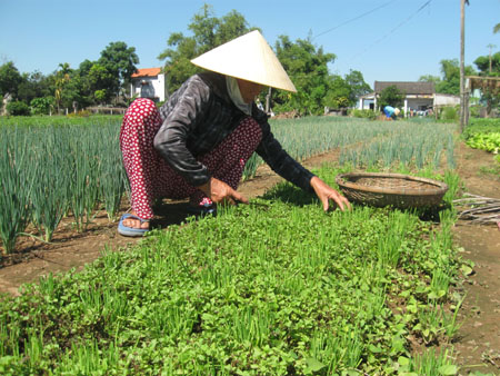 Từ khi quy hoạch lại vùng rau Trà Quế, hiệu quả kinh tế đem lại cho người nông dân cao gấp nhiều lần so với trước đây. Trong ảnh: Một góc làng rau Trà Quế Hội An.