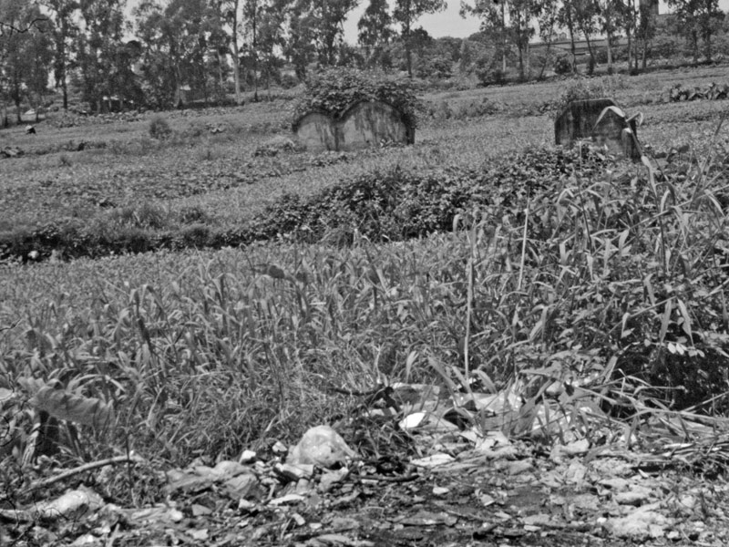 Trồng rau muống bên bãi tha ma