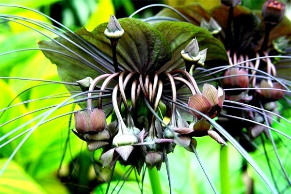 Các loài thực vật có hình dáng hài hước đến đáng sợ 11