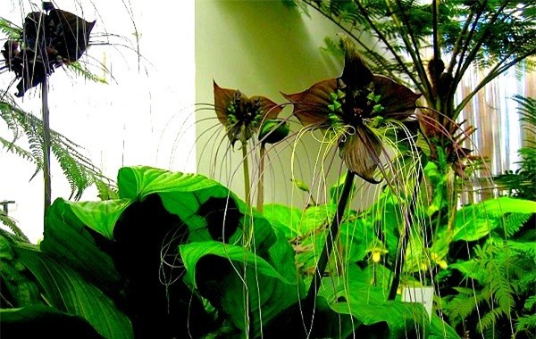 Các loài thực vật có hình dáng hài hước đến đáng sợ 12