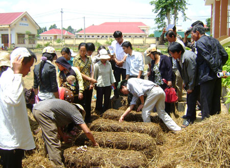 Một lớp dạy nghề trồng nấm rơm tại huyện Krông Ana, Đăk Lăk.  