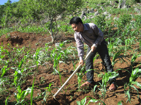 Phát triển cây lương thực và kinh tế trang trại  là hướng xoá nghèo của người Sinh Mun ở Tà Ẻn. 