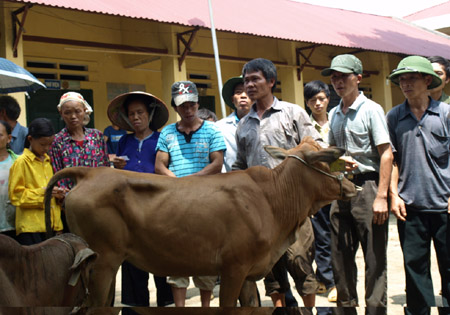 Các hộ nông dân nghèo xã Vị Quang (Thông Nông, Cao Bằng) nhận bò hỗ trợ từ Chương trình 30a.    