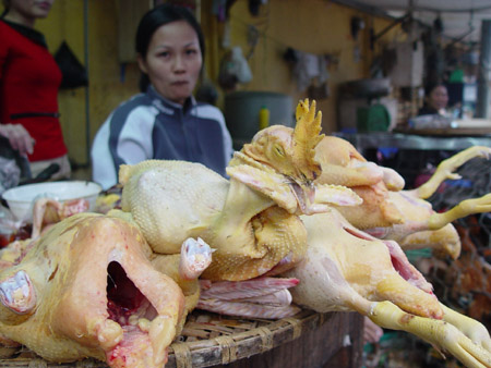 Bằng mắt thường rất khó phân biệt được gà ta và gà nhập lậu,  nên nguy cơ người tiêu dùng ăn phải gà nhiễm kháng sinh cấm rất lớn (ảnh minh họa).   