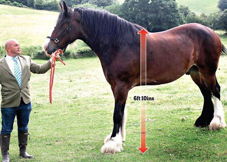 Sovereign, chú ngựa cao nhất nước Anh và Paul Evans. 