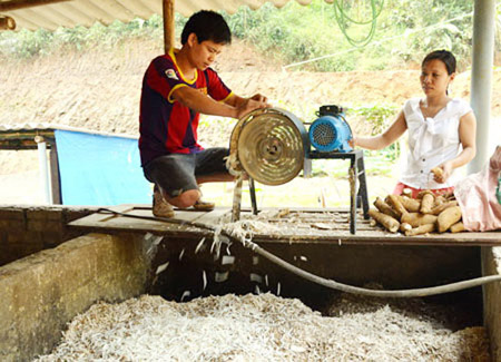 Anh Đỗ Việt Hoàng chế biến sắn  làm thức ăn cho lợn.    