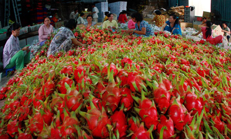 Thanh long Việt Nam là mặt hàng được thị trường Mỹ  ưa chuộng.    