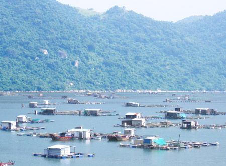 Kề cận “giới nghiêm” tháng 10.2013, nhưng lồng bè nuôi hải sản vẫn còn dày đặc vịnh Vũng Rô.