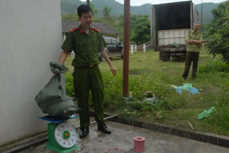 Cơ quan chức năng Cao Bằng bắt giữ vụ cá tầm lậu hơn 200kg ngày 8.5.   