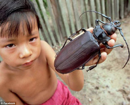 Loài bọ cánh cứng Titanus giganteus bí ẩn.