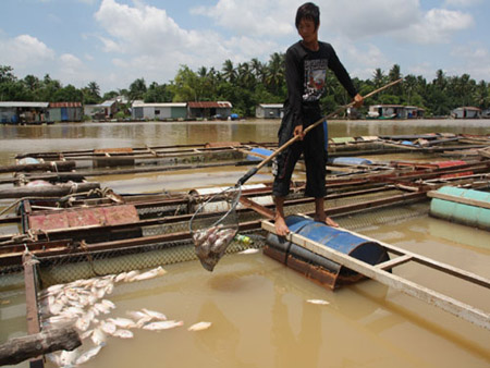 Cá bè trên sông Đồng Nai chết do nguồn nước bị ô nhiễm.