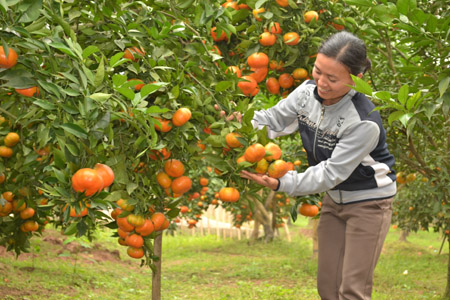 Cam Canh trồng ở xã Kim An, Thanh Oai, Hà Nội.       