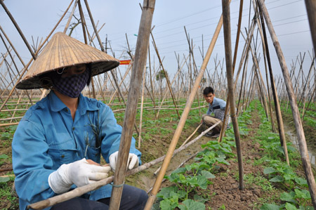 Người dân huyện Phú Xuyên chăm sóc rau màu.          