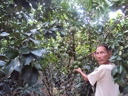 Ông Bảy Ghi bên vườn cam xoàn sum suê trái.   