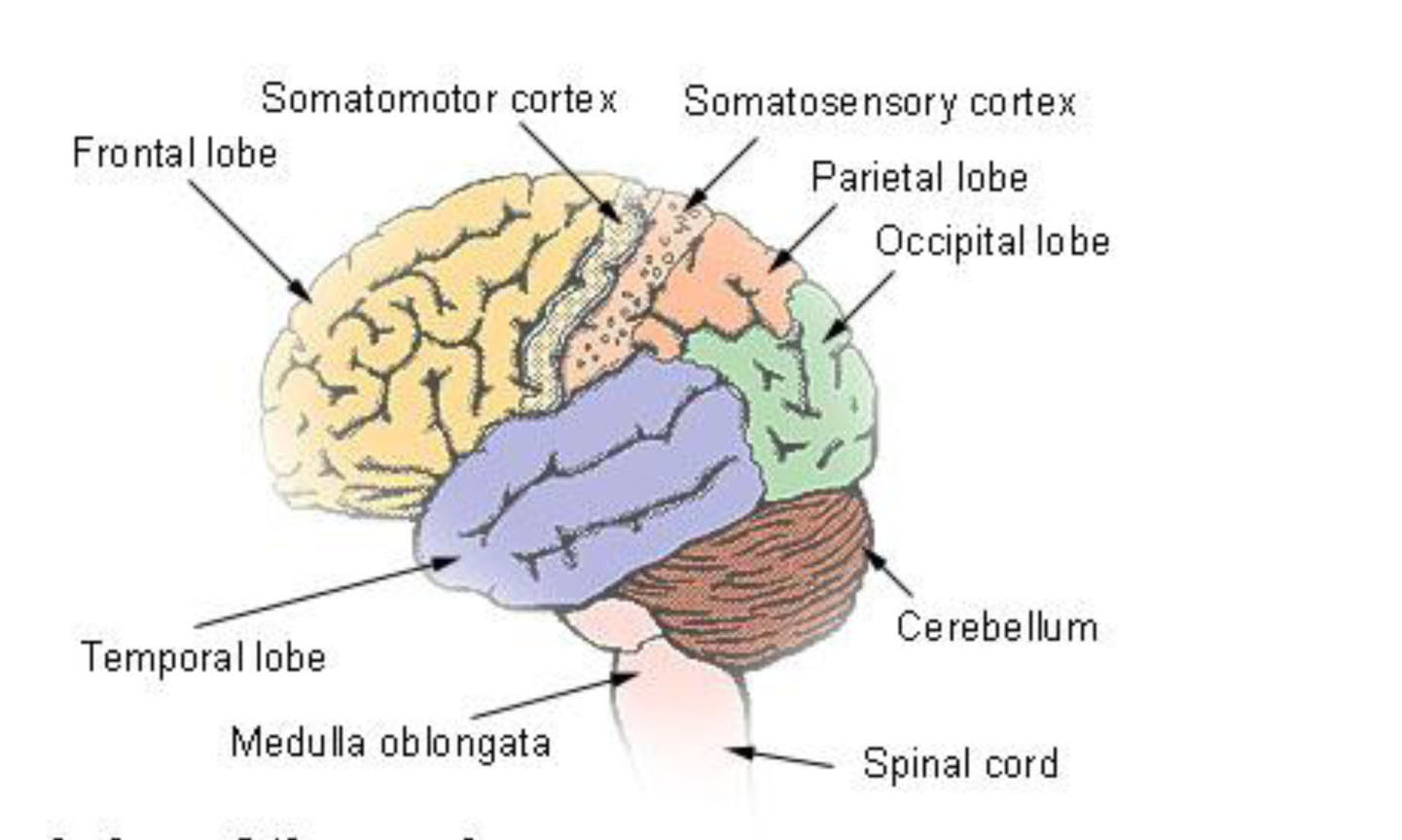 Bộ não và những điều kỳ diệu