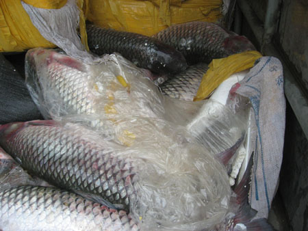 400kg cá trắm được phát hiện trên xe tải BKS 29C - 111.03. Ảnh: Xuân Lực
