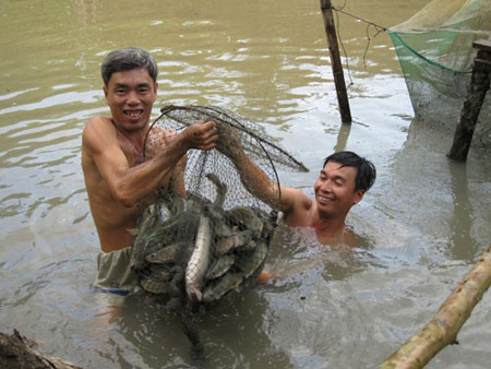 Thu hoạch cá lóc ở Hải Phòng.