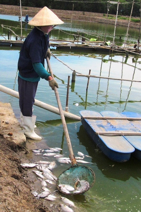 Công nhân của Doanh nghiệp tư nhân  Phượng Hải Nha Trang đang vớt cá chết  do vụ đổ thuốc trừ sâu.