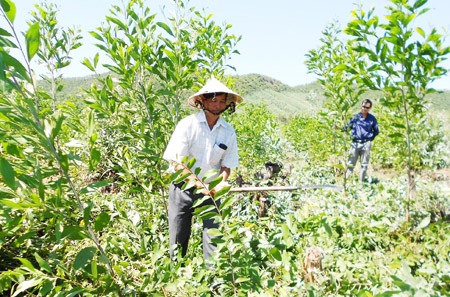 Ông Mẫn đang chăm sóc rừng trồng.