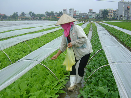 Người dân xã Vân Nội, huyện Đông Anh,  Hà Nội đang có thu nhập cao từ nghề trồng rau sạch.