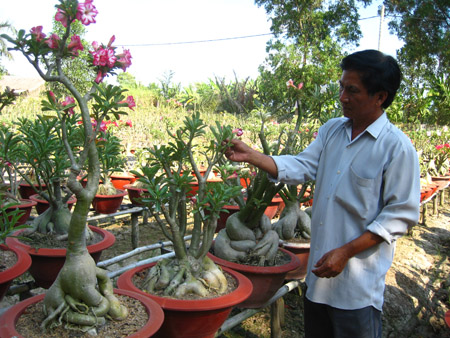 Mô hình trồng hoa sứ xuất khẩu cho thu nhập cao tại huyện Bình Chánh.  
