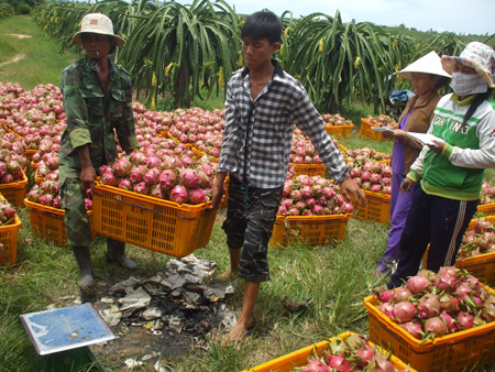 Thanh long là một trong những mặt hàng nông sản của Việt Nam được ưa chuộng tại thị trường Hoa Kỳ.