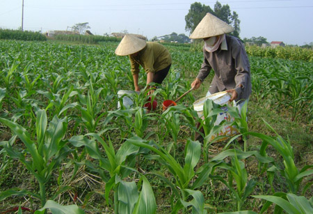 Phát triển sản xuất nông nghiệp theo hướng hiện đại là hạn chế lớn nhất sau 3 năm xây dựng NTM