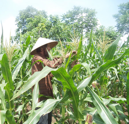 Nông dân ấp Bà Rịa (xã Phước Tân,  huyện Xuyên Mộc) bẻ cờ cho ngô lai.