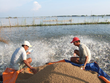 Những ao nuôi cá tra liên kết với doanh nghiệp đang giúp nông dân duy trì được nghề. 