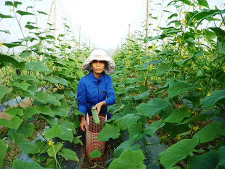 Nông dân xã Phước Hiệp (Tuy Phước) trồng dưa leo trên đất lúa thiếu nước tưới cho hiệu quả kinh tế cao.  