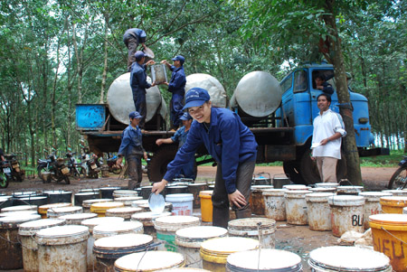 Công nhân thu hoạch mủ cao su.    