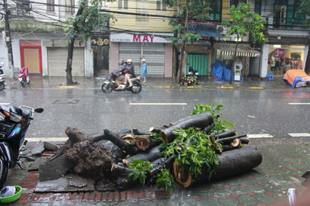 Hiện trường cây bị đổ.