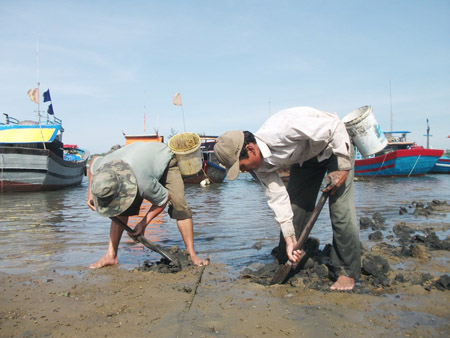Đào bắt trùn đất ở huyện Núi Thành, Quảng Nam.    