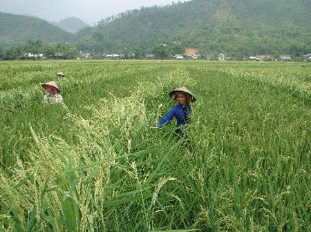 Sản xuất giống lúa lai (ảnh minh họa).    