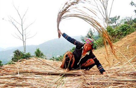 Chị Mùa Thị Thúy (vợ anh Triệu Văn Dậu) đang đan bện cỏ lau để lợp lại mái khu chuồng bò.