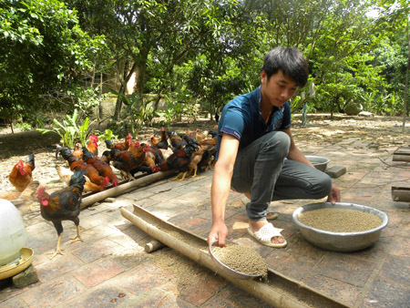 Thủ khoa trường Sĩ quan Lục quân 1 Phí Hồng Kiên giúp bố mẹ chăn nuôi gà để có thêm thu nhập